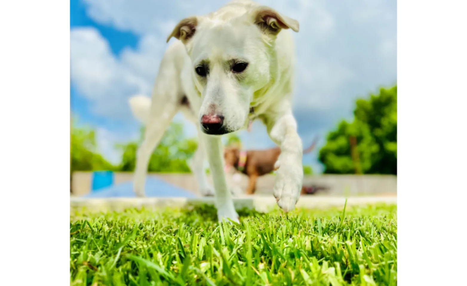 Dog Walking on Grass